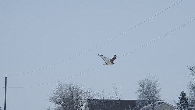 Ferruginous Hawk - ML633224027