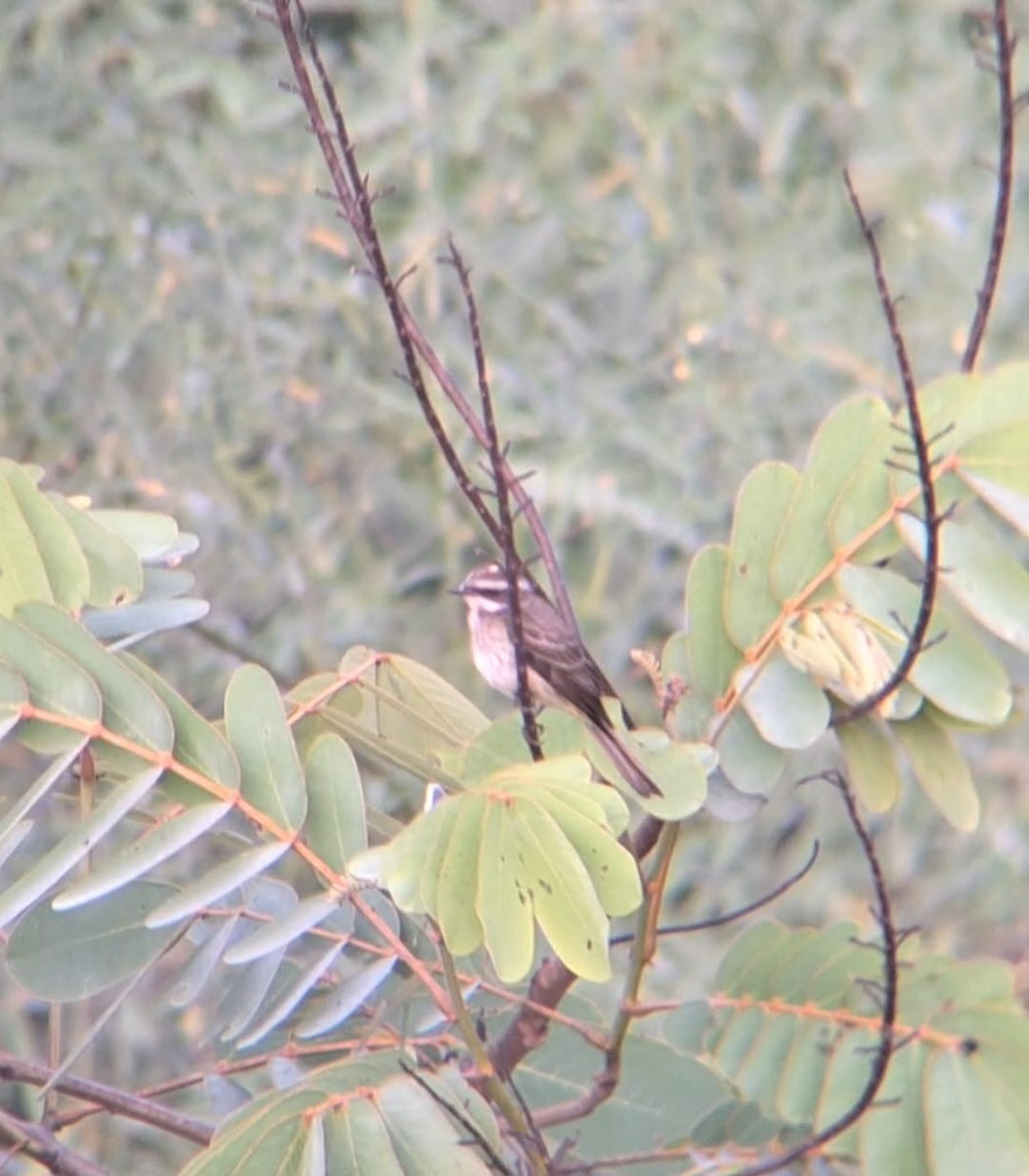 Piratic Flycatcher - ML633224128