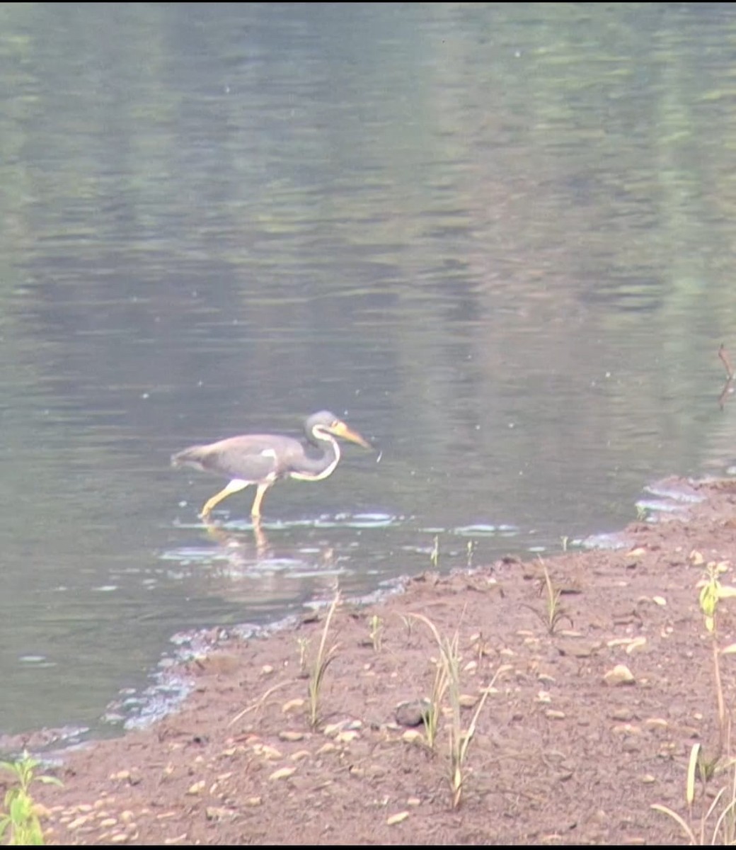 Tricolored Heron - ML633224227