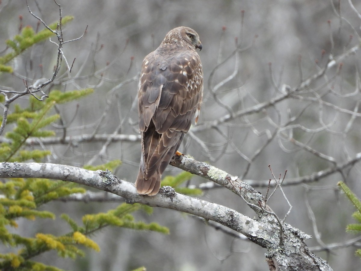 Northern Harrier - ML633224335