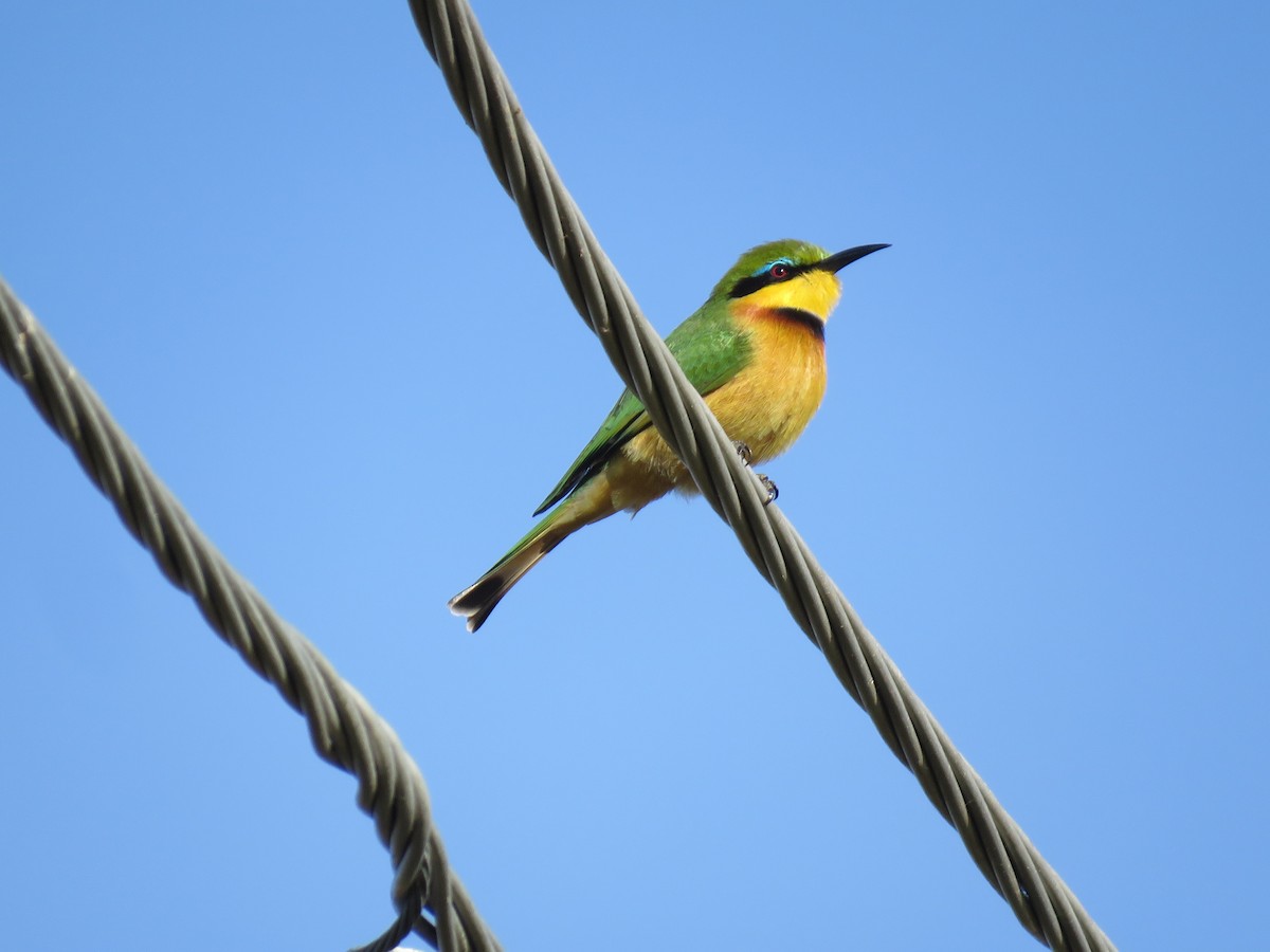Little Bee-eater - ML633224350