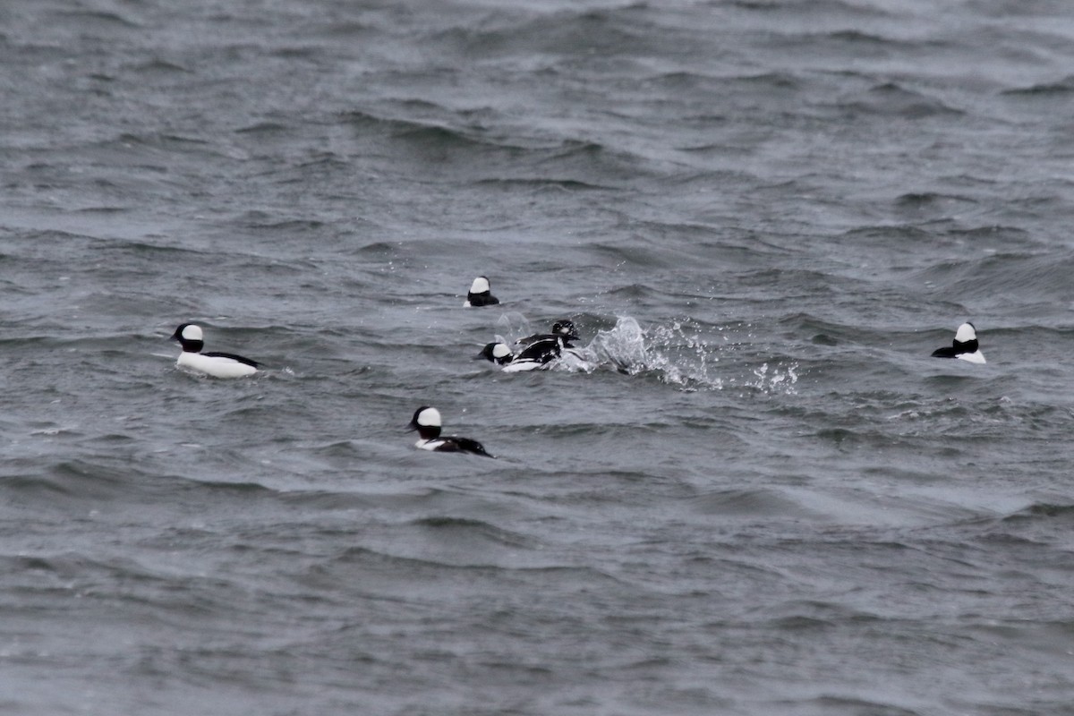 Bufflehead - ML633224356