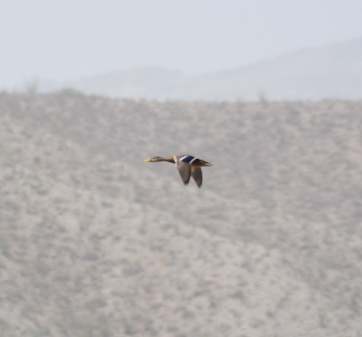 Mexican Duck - ML633224360
