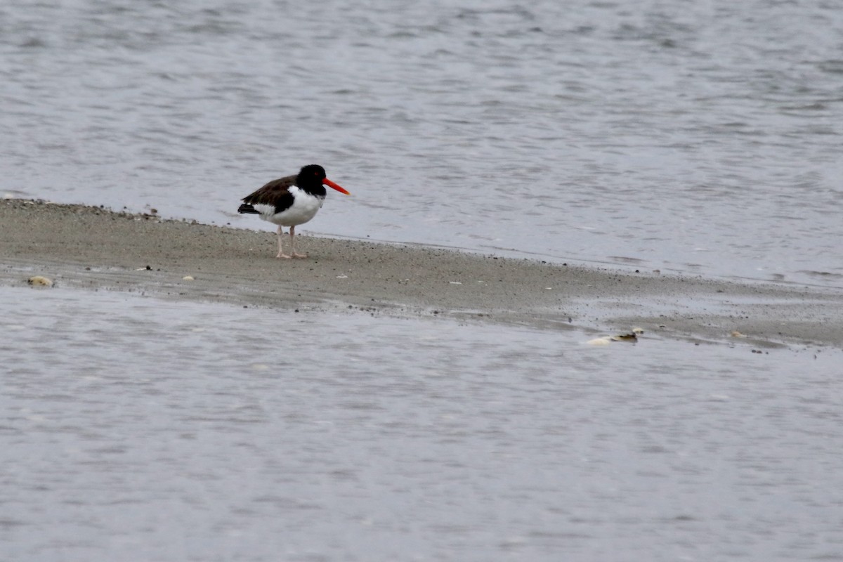 American Oystercatcher - ML633224361