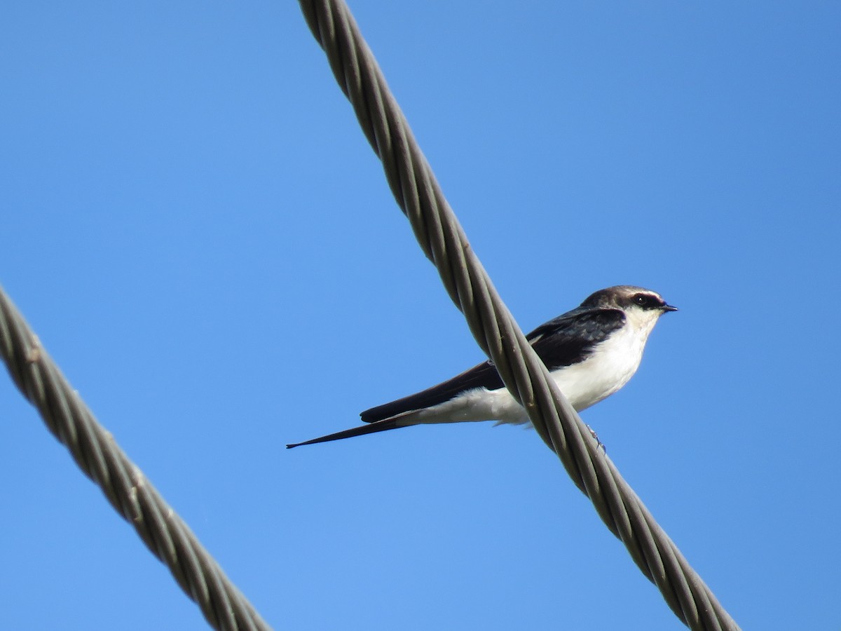 Gray-rumped Swallow - ML633224369