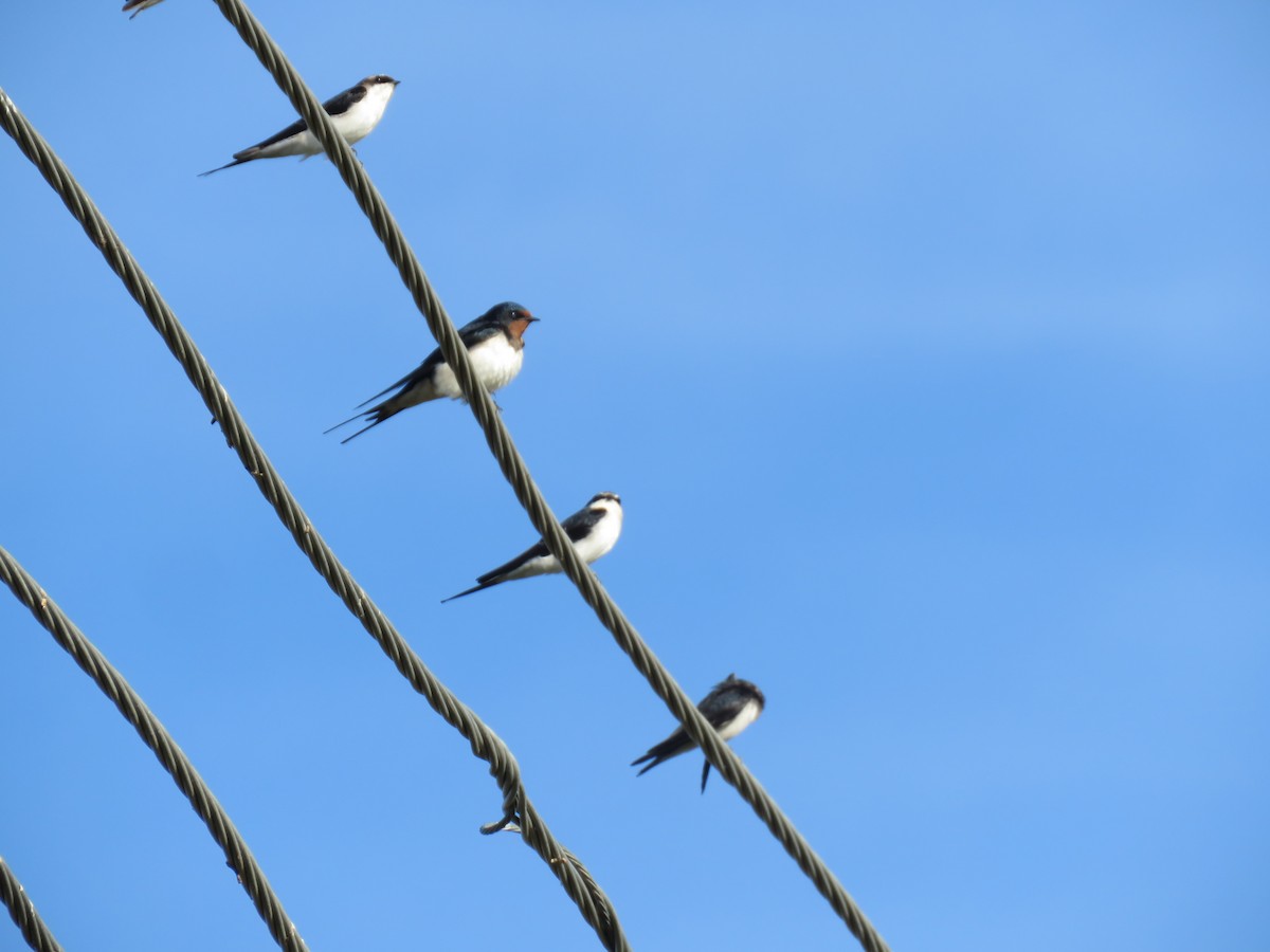 Gray-rumped Swallow - ML633224370