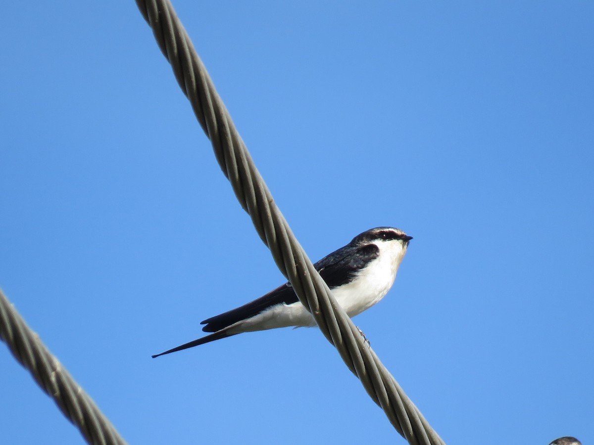 Gray-rumped Swallow - ML633224372