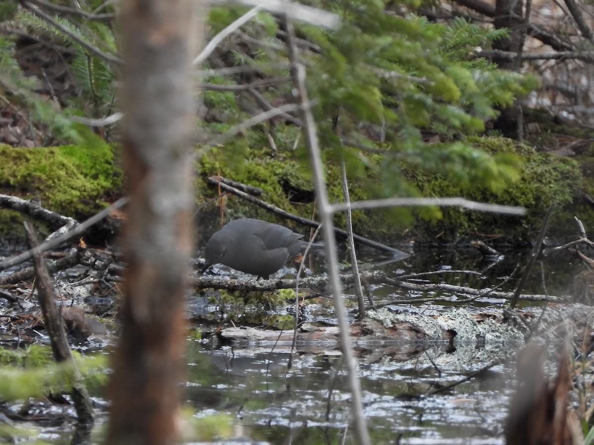 Rusty Blackbird - ML633224383