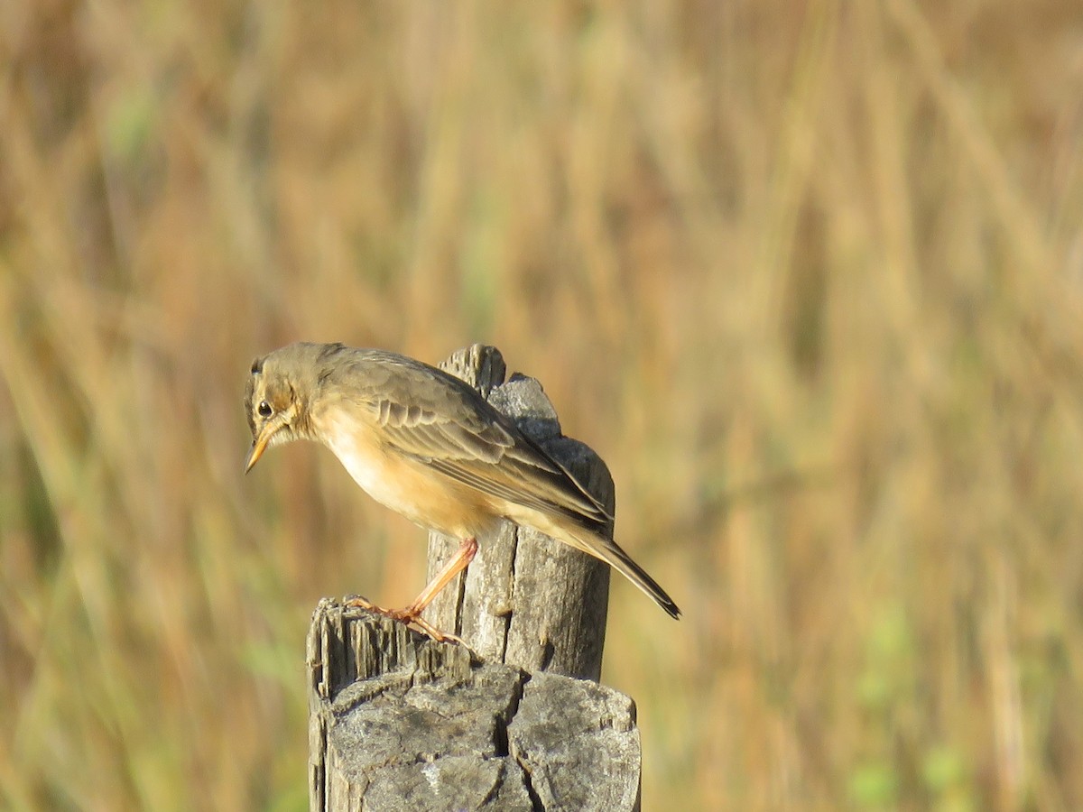 Plain-backed Pipit - ML633224399
