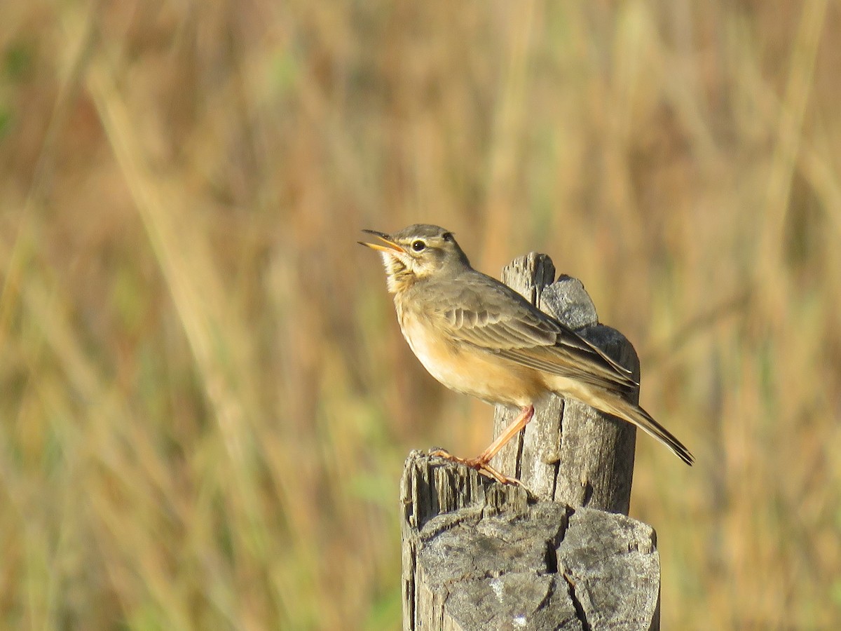 Plain-backed Pipit - ML633224400