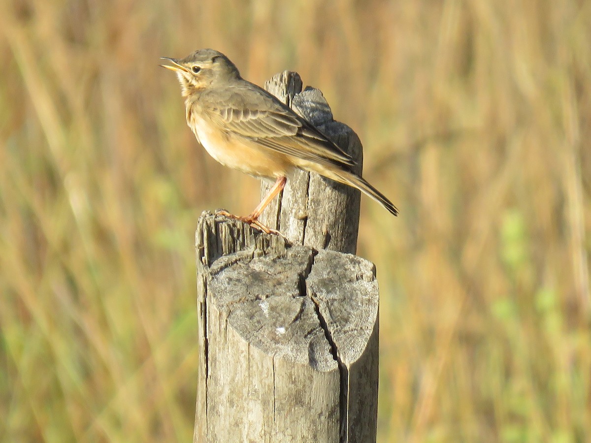 Plain-backed Pipit - ML633224402