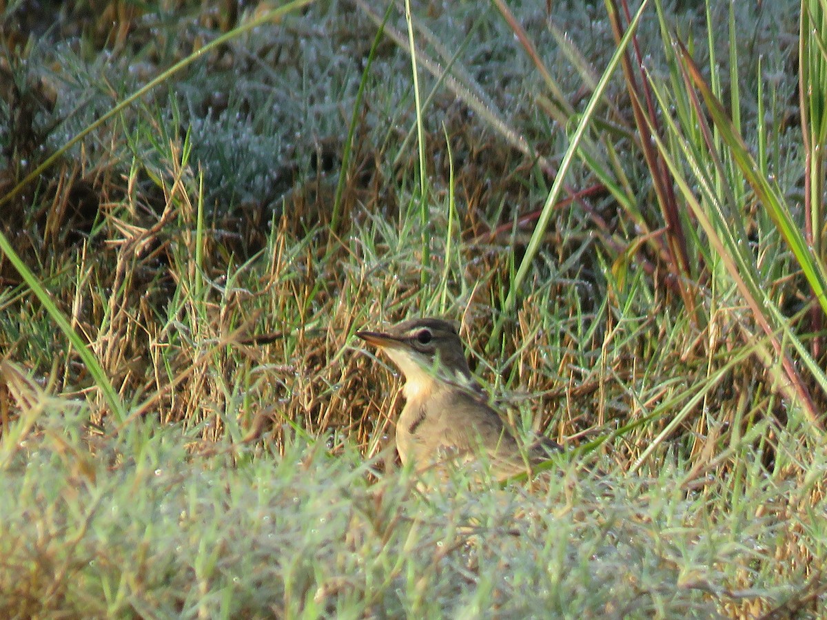 Plain-backed Pipit - ML633224403