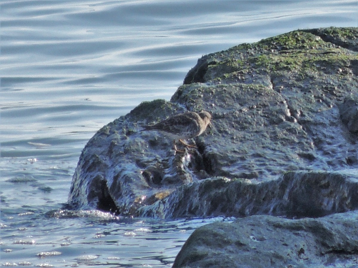 Purple Sandpiper - ML63322451
