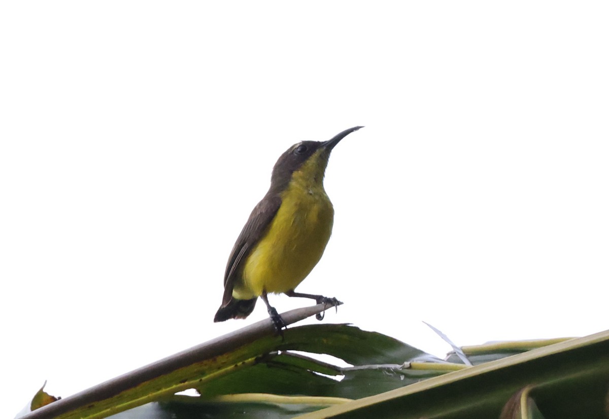 Tukangbesi Sunbird - ML633224568