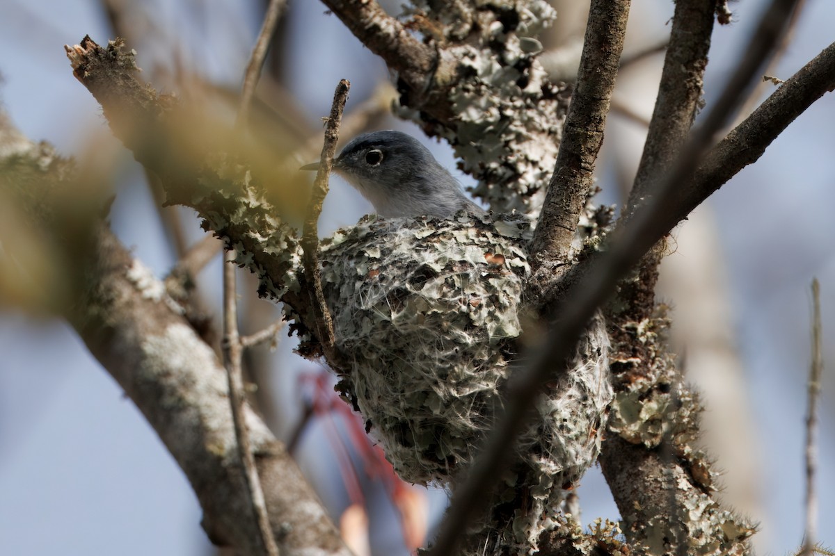 Blue-gray Gnatcatcher - ML633224580