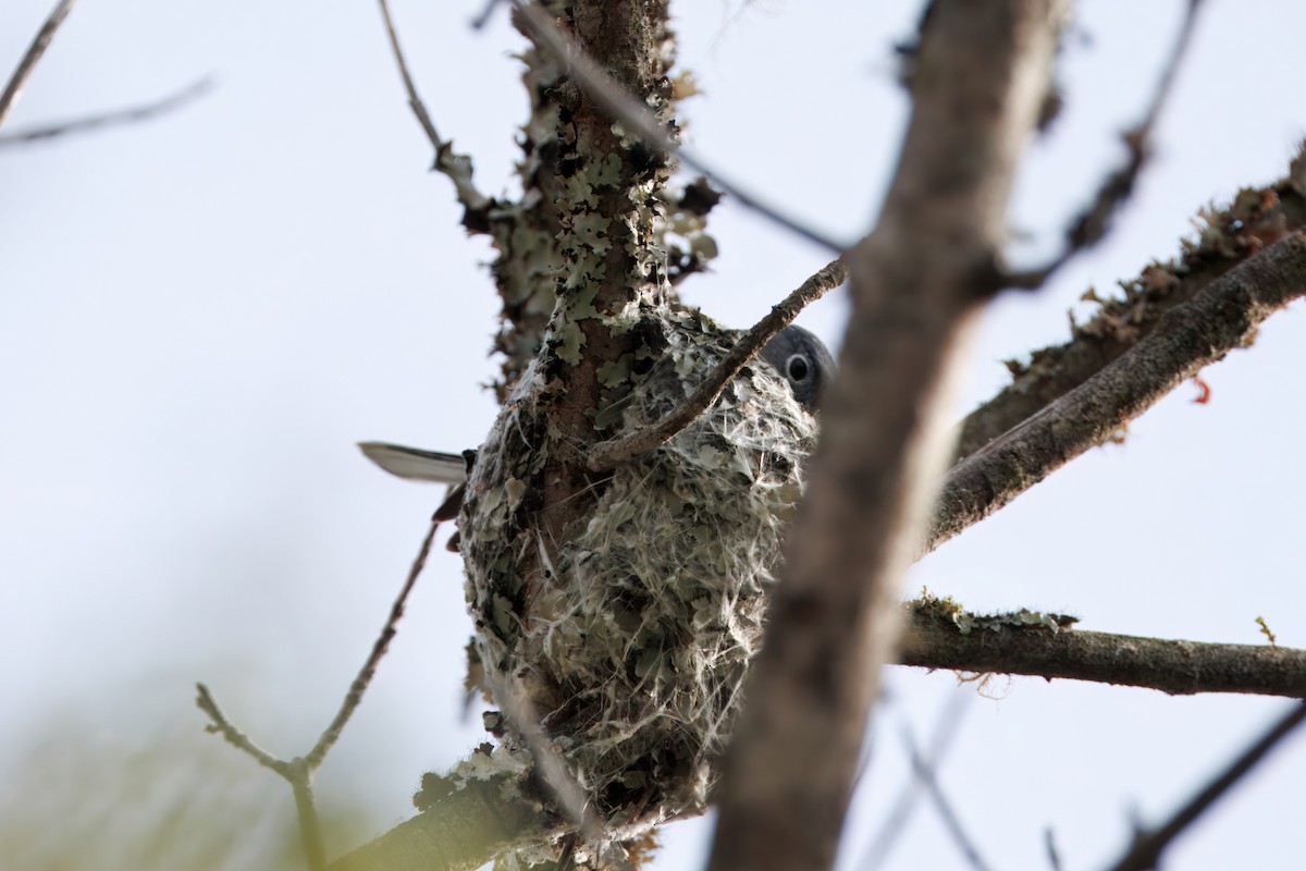 Blue-gray Gnatcatcher - ML633224581