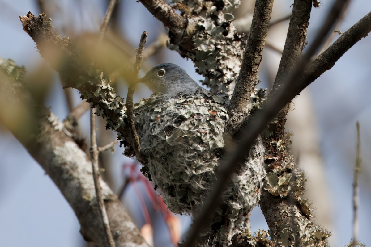 Blue-gray Gnatcatcher - ML633224582
