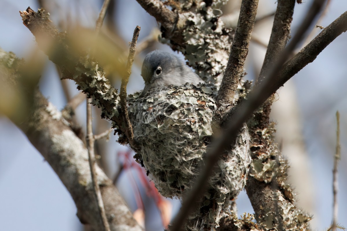 Blue-gray Gnatcatcher - ML633224583