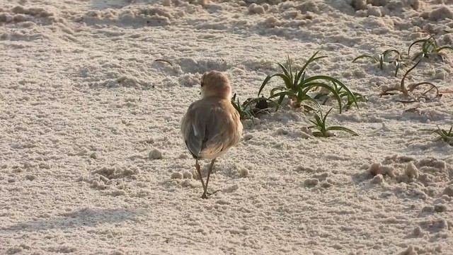 White-fronted Plover - ML633224595