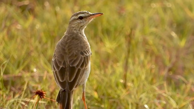 Long-legged Pipit - ML633224639