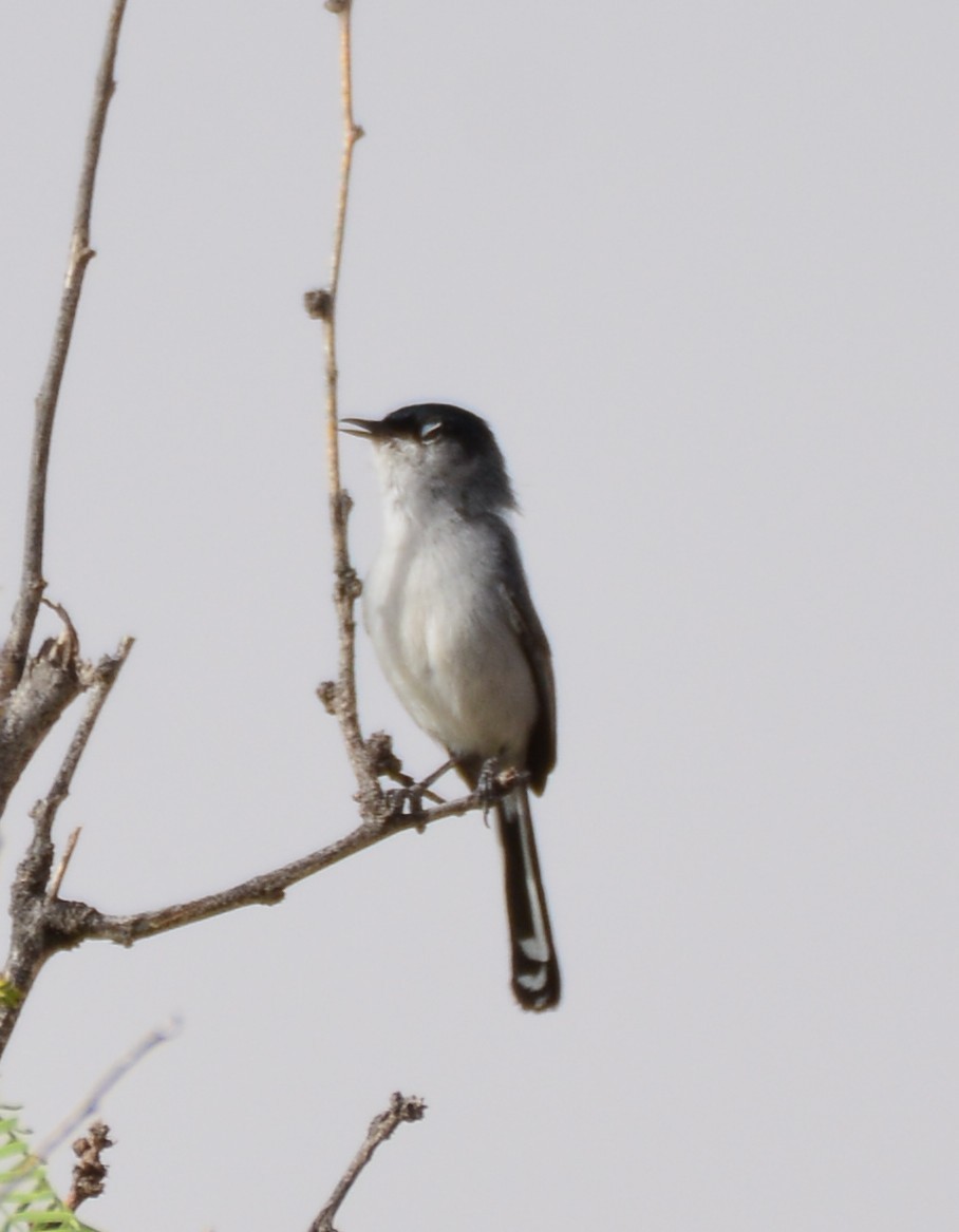 Black-tailed Gnatcatcher - ML633224717