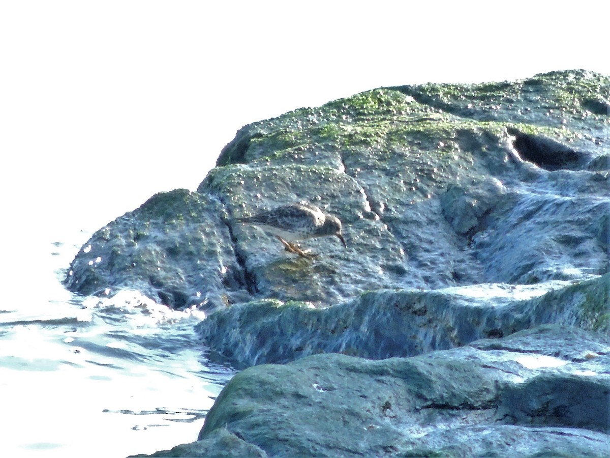 Purple Sandpiper - ML63322481
