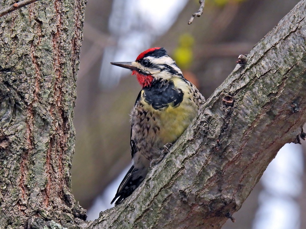 Yellow-bellied Sapsucker - ML633224820