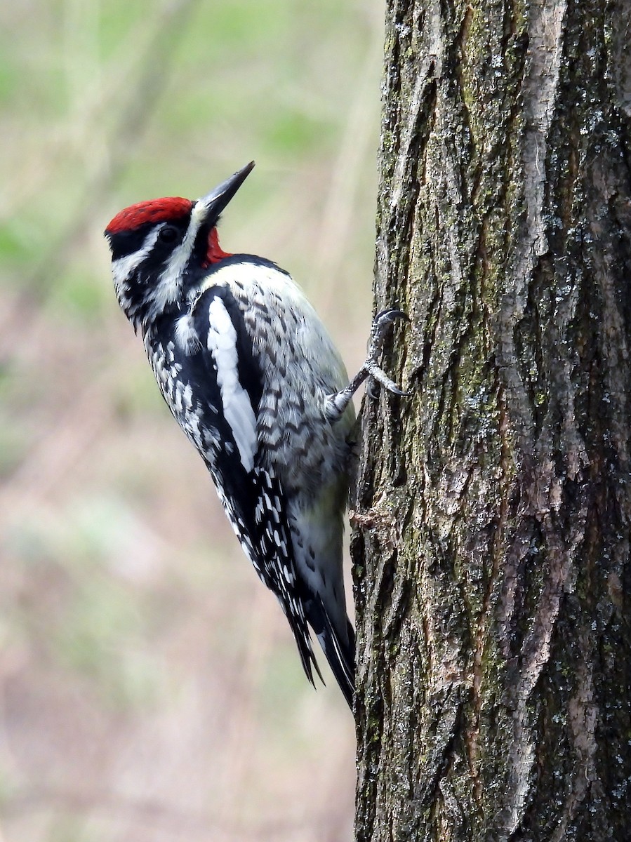 Yellow-bellied Sapsucker - ML633224909