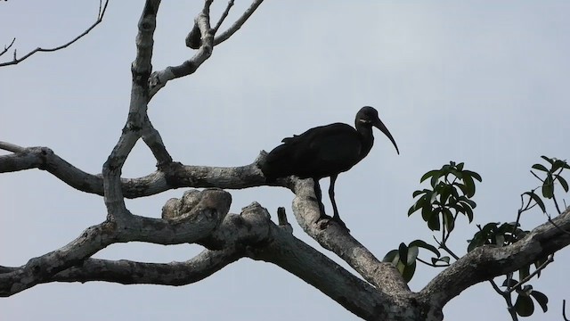 Hadada Ibis - ML633224994