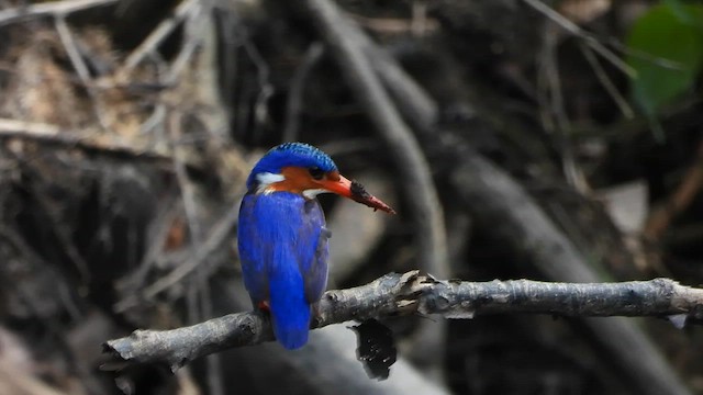 Malachite Kingfisher - ML633225005