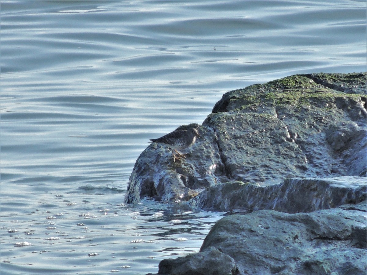 Purple Sandpiper - ML63322501