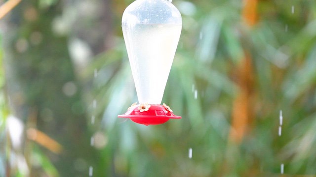 Black-bellied Hummingbird - ML633225027