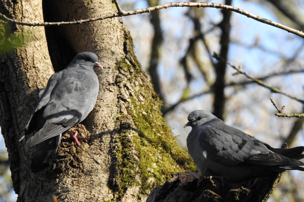 Stock Dove - ML633225076