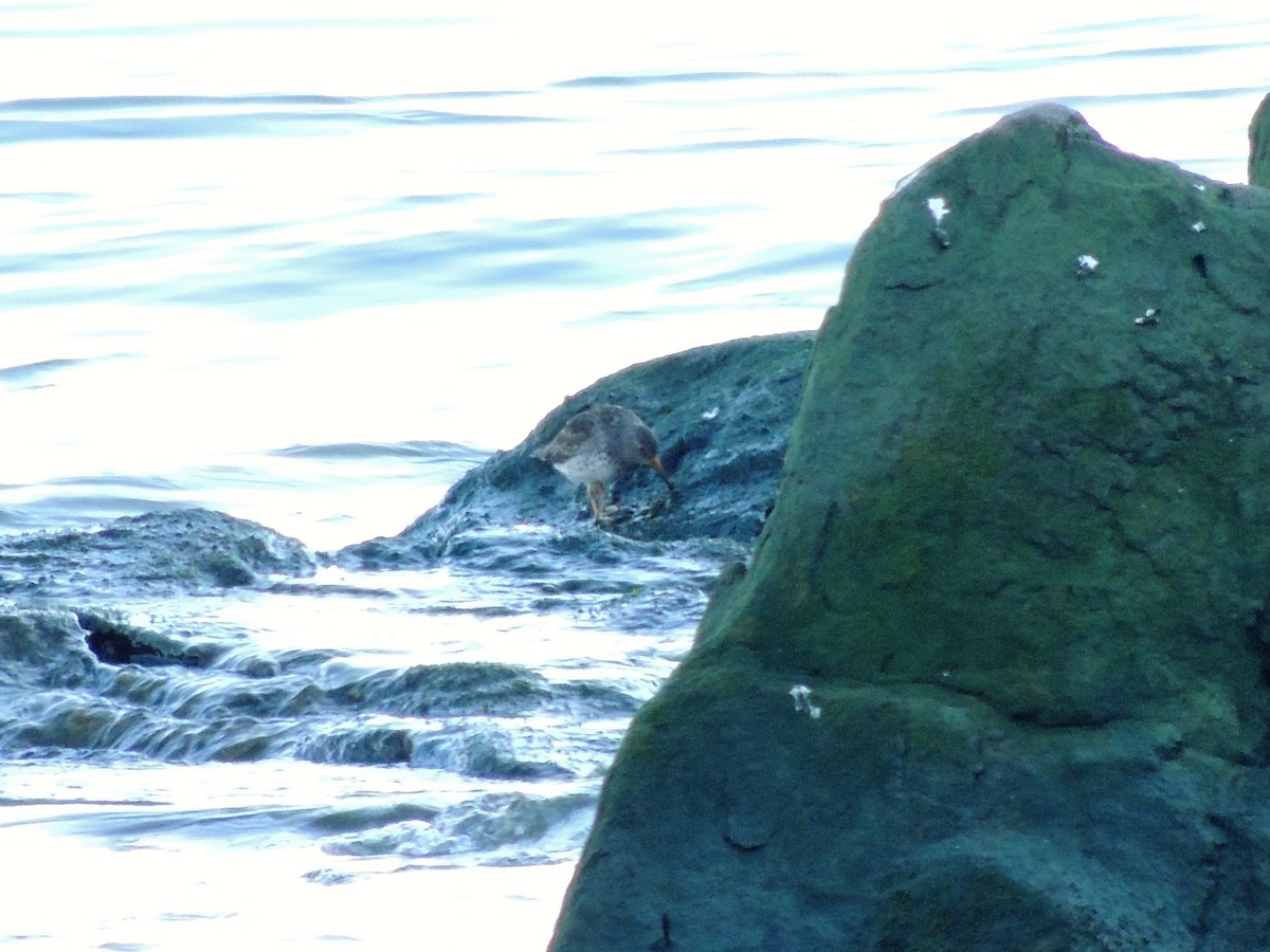 Purple Sandpiper - ML63322511
