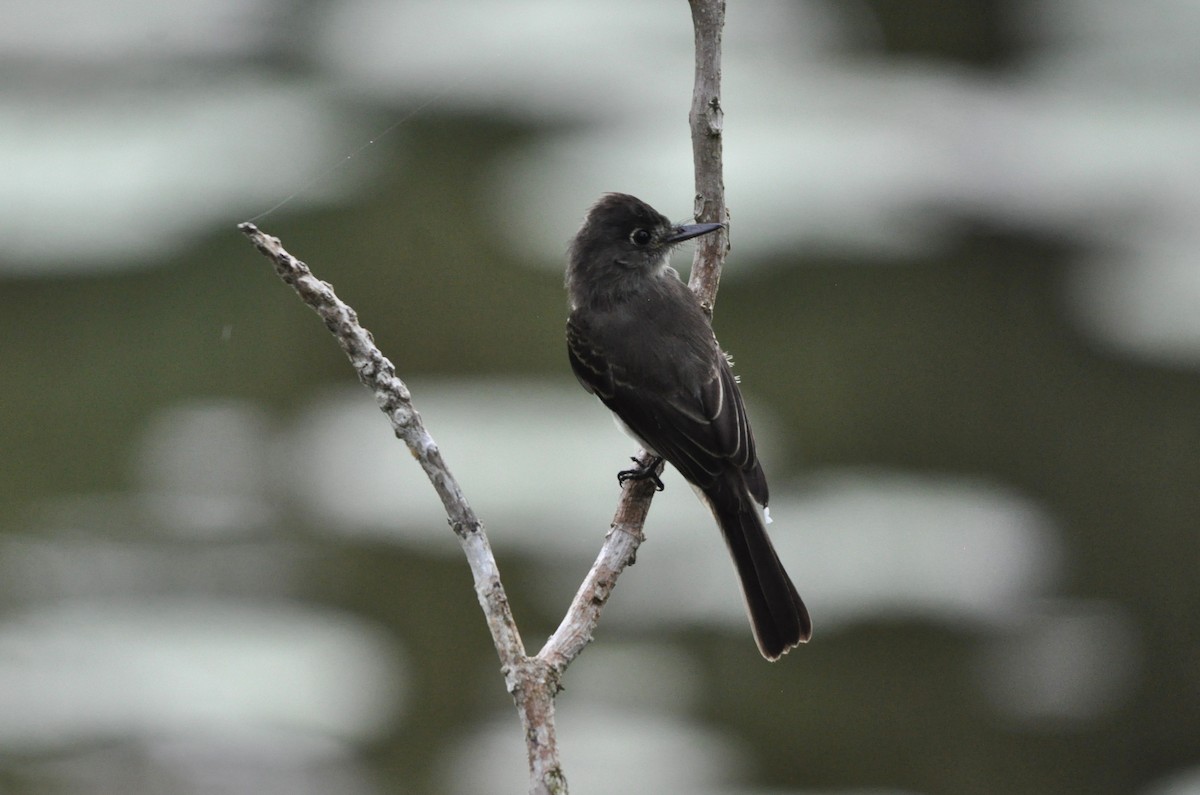 Cuban Pewee - Joaquim Simão