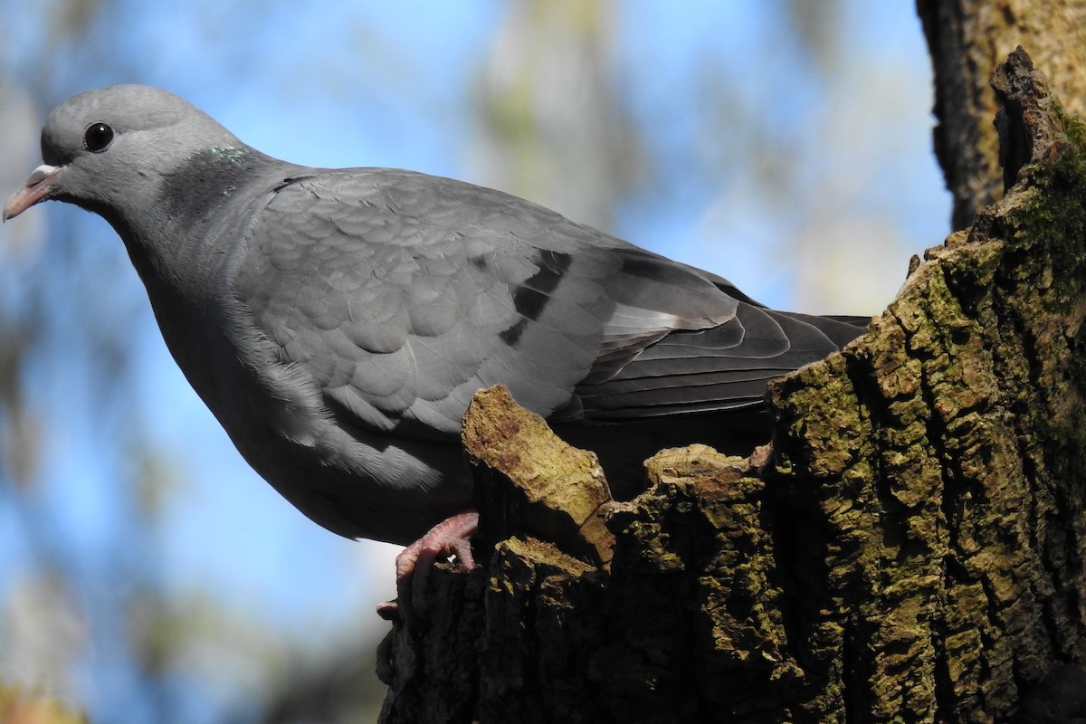 Stock Dove - ML633225118