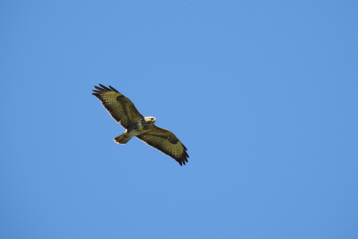 Common Buzzard - ML633225142
