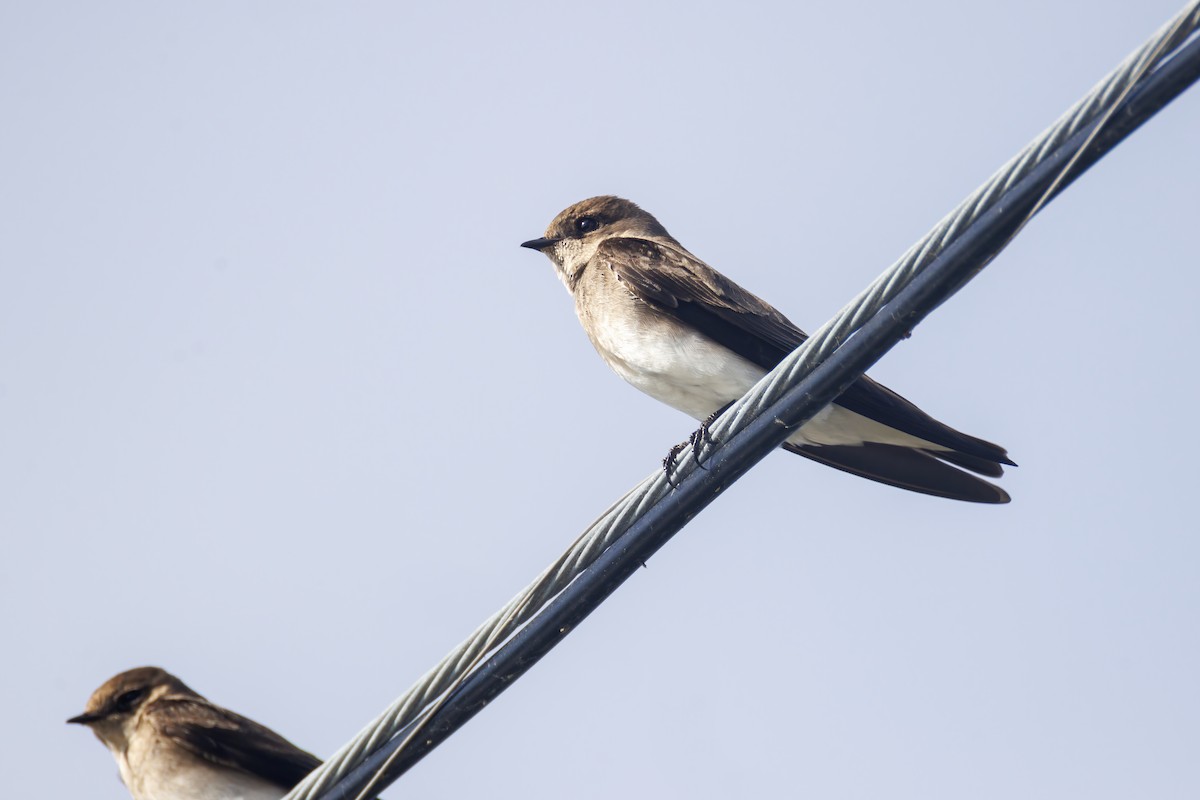 Northern Rough-winged Swallow - Patty and Pedro Gómez