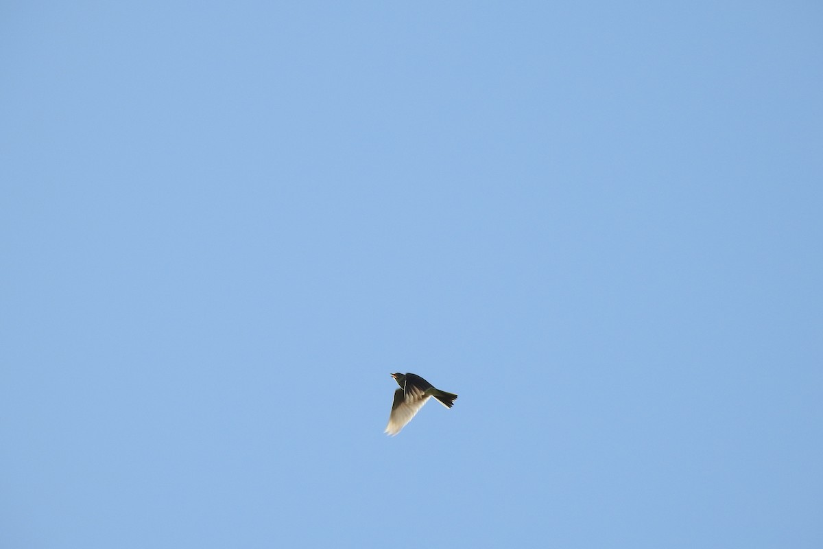 Eurasian Skylark - ML633225174
