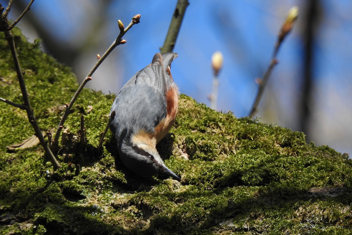 Eurasian Nuthatch - ML633225192
