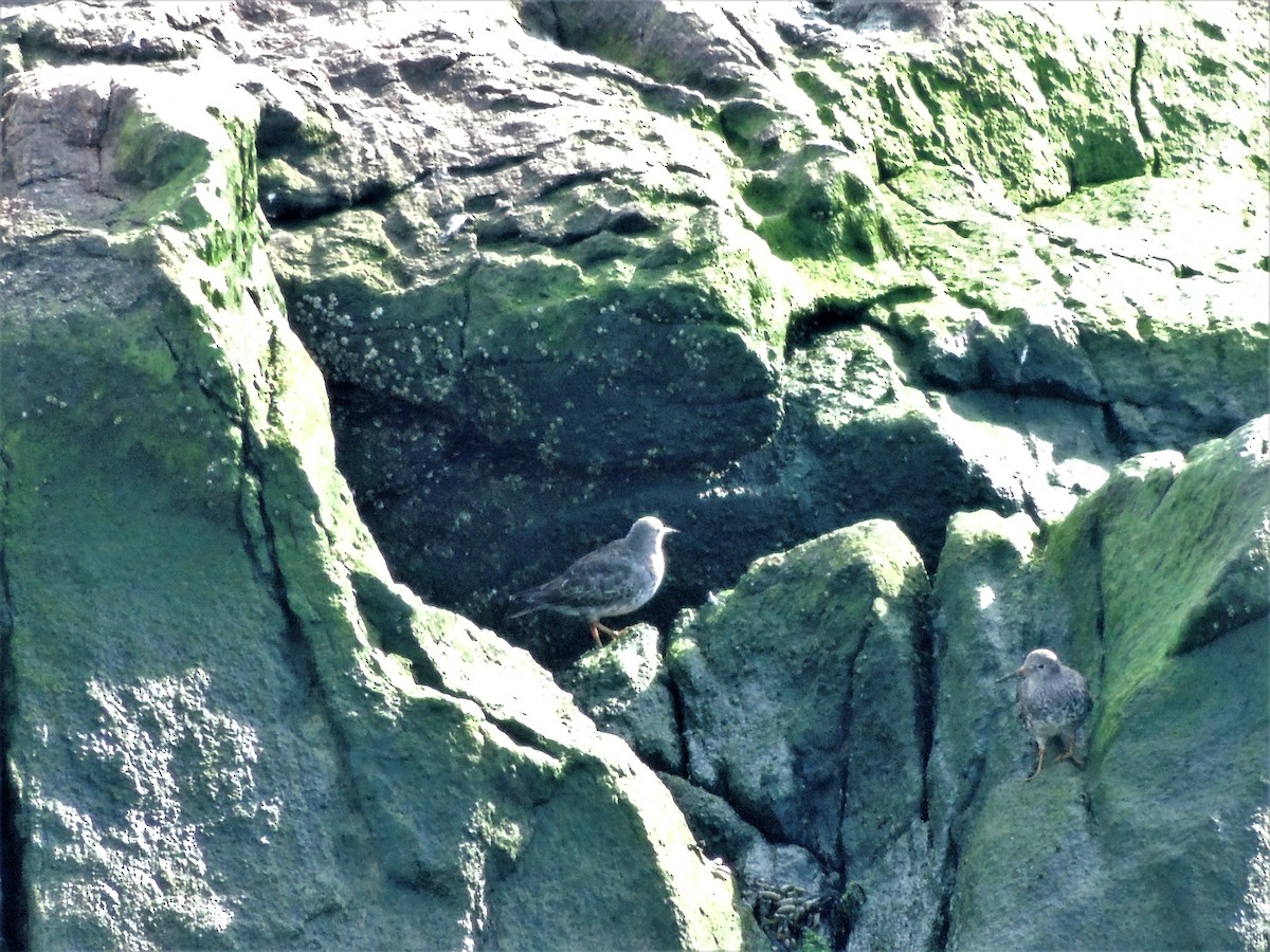 Purple Sandpiper - ML63322521
