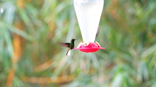 kobberkronekolibri - ML633225259