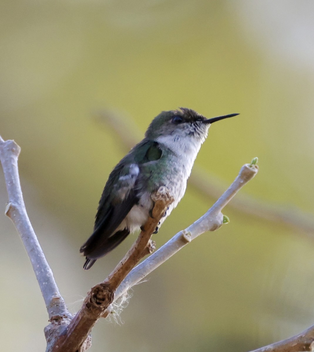 Vervain Hummingbird - Cheryl Rosenfeld