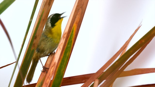 Common Yellowthroat - ML633225379