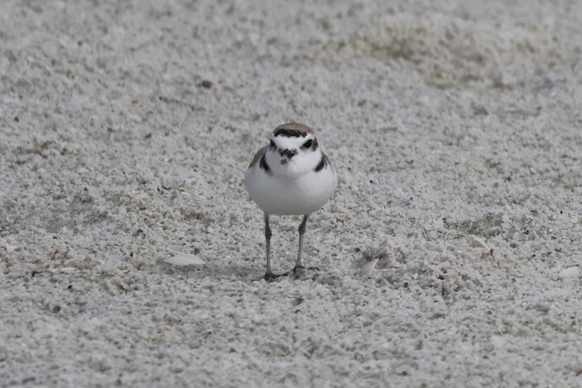 Snowy Plover - Steve Northrop