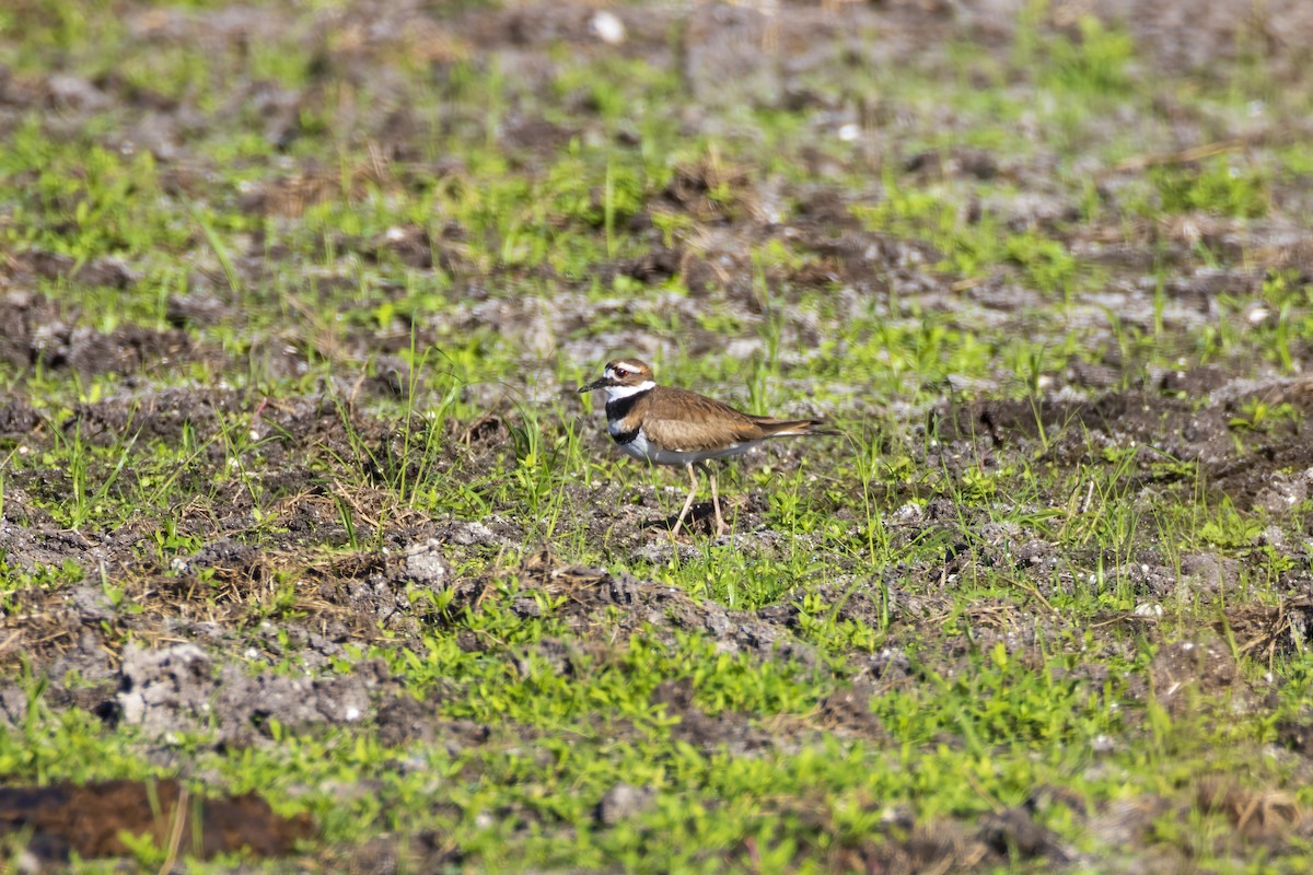 Killdeer - Patty and Pedro Gómez