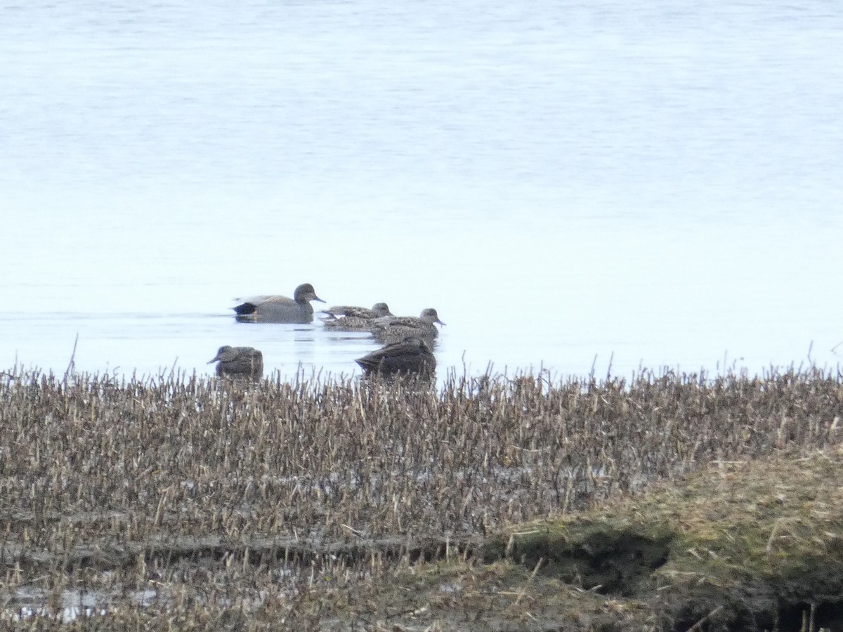 Gadwall - ML633225529