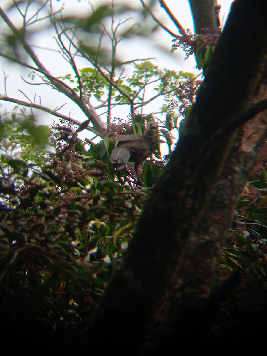 Colombian Chachalaca - Níkolas Chacón Aragón