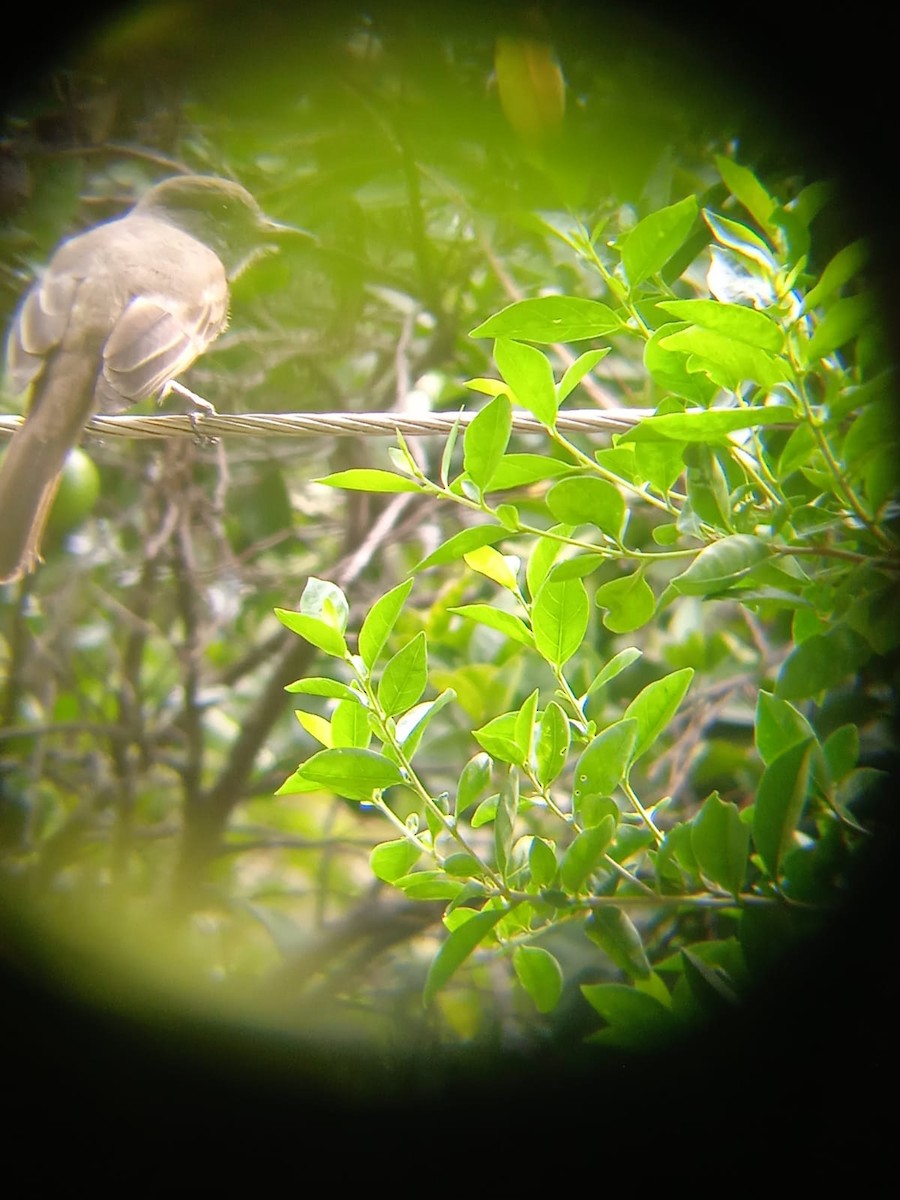 Dusky-capped Flycatcher - Níkolas Chacón Aragón