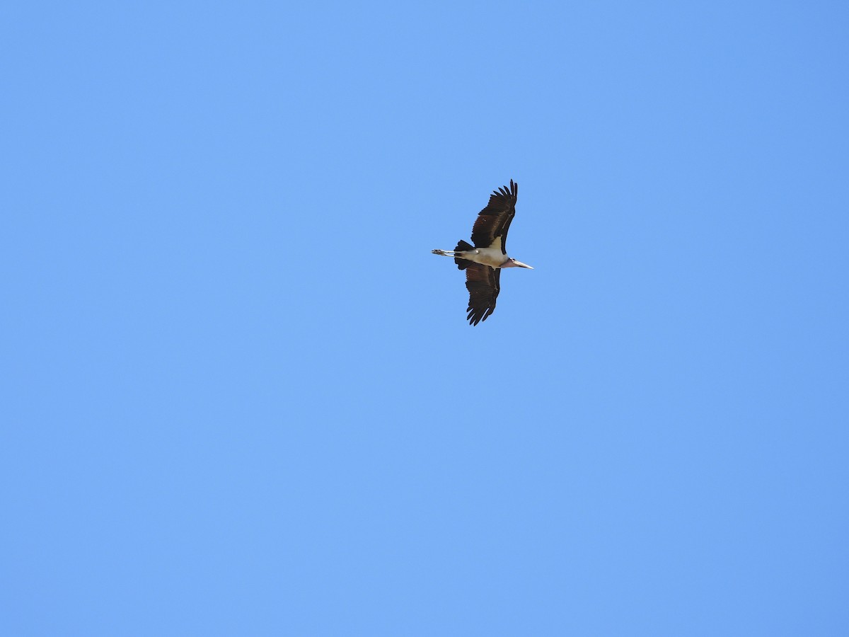 Marabou Stork - Mary Trombley